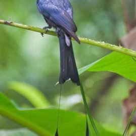 racket tailed drongo a black bird with orange eyes and long extended tail feathers perched in a banana tree in phuket, thailand