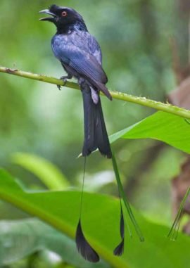 racket tailed drongo a black bird with orange eyes and long extended tail feathers perched in a banana tree in phuket, thailand