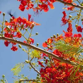 red and orange flowers of a delonix-regia-tree against a bright blue sky and a large beetle flying away in phuket, thailand