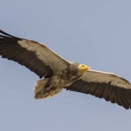 Egyptian vulture soaring across a blue sky hunting for prey in the indian desert