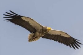 Egyptian vulture soaring across a blue sky hunting for prey in the indian desert