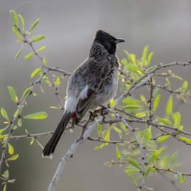 red vented bulbul with early morning sunshine behind perched on a thorn bush in india