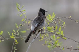 red vented bulbul with early morning sunshine behind perched on a thorn bush in india